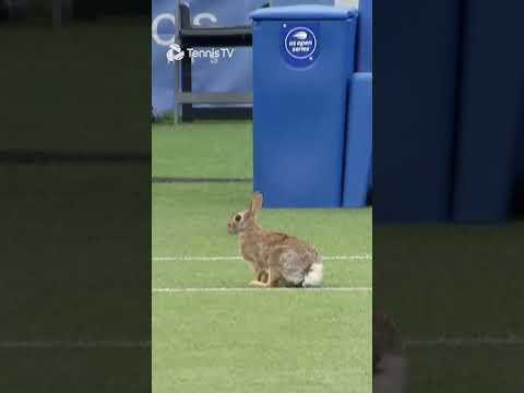 A BIZARRE Delay... 🐇