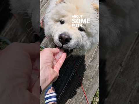 FRESH TREVALLY SASHIMI 😍 #luckydog