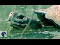 Galapagos Islands Origin And Life Full Documentary
