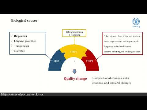 FAO training for Pacific SIDS - Major causes of postharvest losses