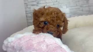 トイプードルの動画01