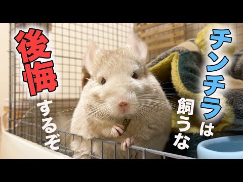 チンチラの最も一般的な病気