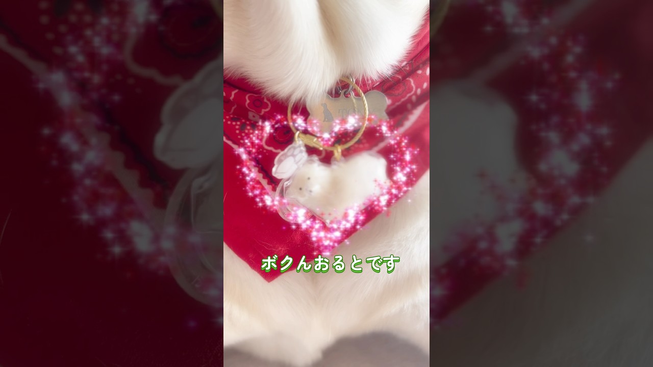 アンバーくんのパパさんから［うちの子けだまだま］ばもろたとです♪お揃いたいッ💓