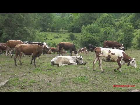 LE CAMPANELLE DELLE MUCCHE PEZZATE ROSSE A PALANFRE' "VERNANTE" (CN) DOM. 27 - 6 - 2021.