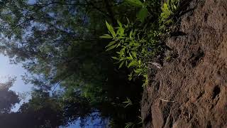 Download lagu Video mentahan pemandangan alam tanpa suara no copyright 9 ‼️ #4k mp3