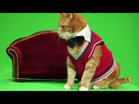 Keyboard Cat Bento's Talent Behind the Scenes