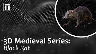 3D Medieval Series: Black Rat