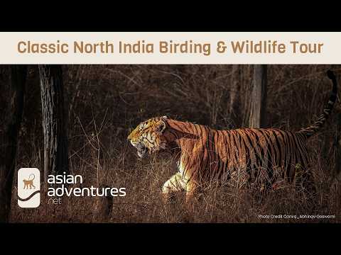 Classic North India Birding & Wildlife Tour | Tigers, Birds & Himalayas