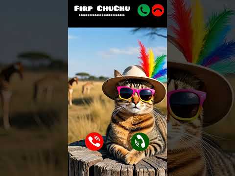 Cute 💕 Cat called javeria khan #ringtone