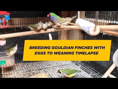Breeding Gouldian finches with eggs to feathers timelapse