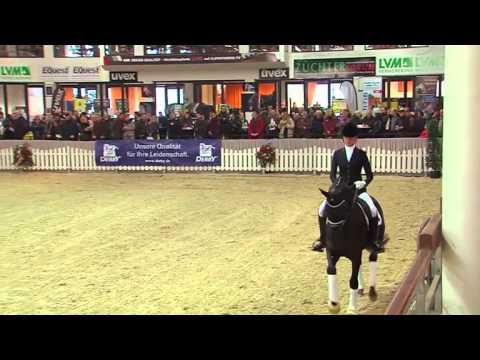 Trakehner Hengst "Ivanhoe" v. Millennium - Hohenstein