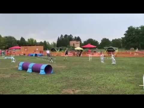 BoM Melange "Peg"- J1 - 2021.07.11. Dunakanyar Agility kupa - hibátlan, 2.hely