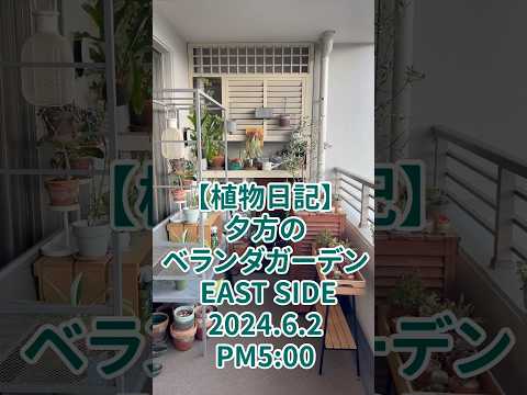 南向きのベランダに植える植物はどれ？太陽を愛する必須の6種  庭園