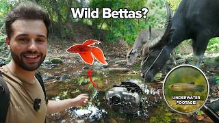 Este raro betta selvagem nunca foi capturado por uma câmera antes!