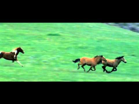 Horses - Run Free