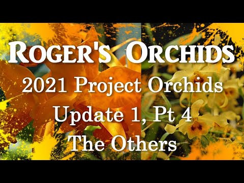 2021 Project Orchids Update 1, Pt 4 - The Others