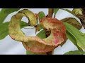 How to Treat Peach Leaf Curl 😬🌿🍑// Garden Answer