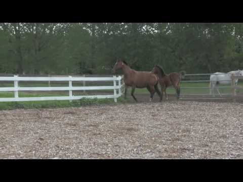 Fabian DSF Freestyle Oladaula Colt SOLD