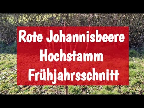 How to prune red currant standard trees correctly | Instructions ✂️