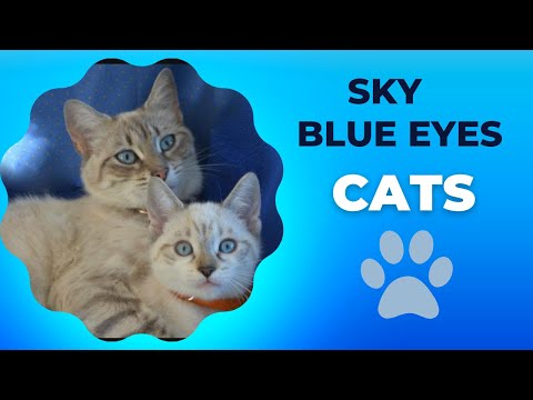 Sky Blue Eyes Cats // Gatti con gli occhi azzurri