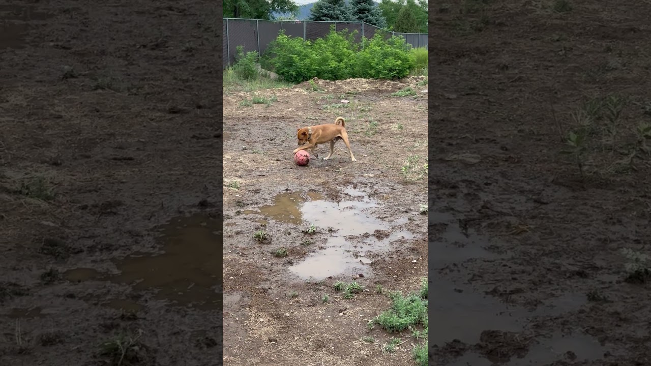 Enlarge Rocko- In Foster!, a Adoptable Mixed Breed in Flagstaff, AZ video 6/6