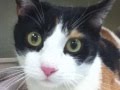 Update Newborn Kittens Pinto Beans 1 Hour Old, Video Pinto Cat terbaru!