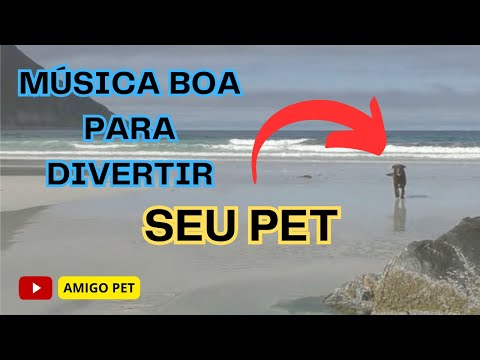 AMIGO PET - MÚSICA BOA PARA DIVERTIR SEU PET - #amigopet - #musicas