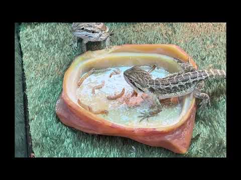 Dragon Video