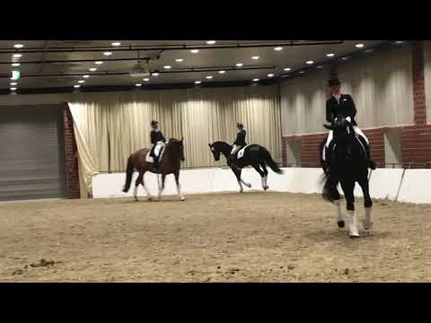 Freiherr von Stein (Millenium x Perechlest) warming up auf der Trakehnerhengstmarkt 2019