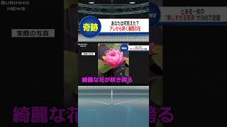 アレにしか見えないモノから…#shorts #ニュース#放送事故#ブリッヒーニュース