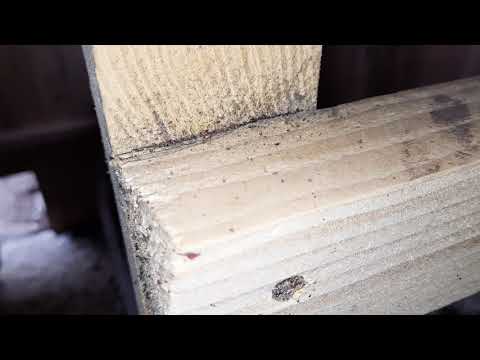 Die Rote Vogelmilbe - Parasiten im Hühnerstall