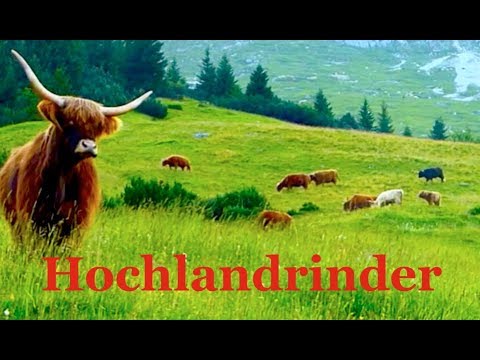 , title : 'Schottische Hochlandrinder - Alte Nutztierrassen Folge 29 - Highland cattle, Dokumentation Kühe'