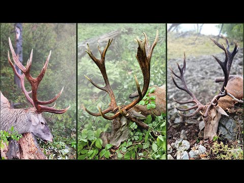 Karpaten-Hirschjagd mit perfekten Schüssen, Carpathian Red Stag Hunting with Perfect Shots