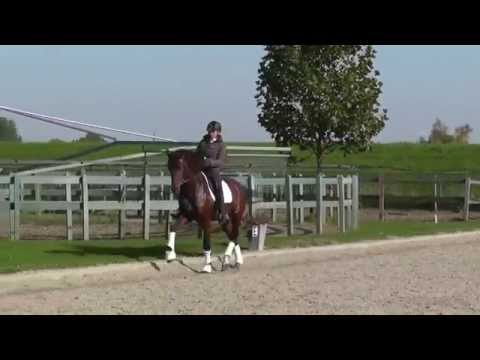 Real Diamond x Belissimo M 10 15