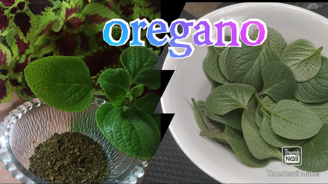 How to make oregano at home #oregano recipe in marathi |मराठी रेसिपी|ओरिगॅनो बनवा १० मिनिटांत