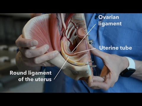 Female reproductive system - internal organs (part 2)