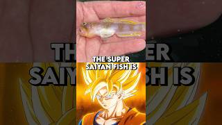 A real life Super Saiyan