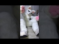 Give me a hug! 💕(fursuit/퍼슈트)