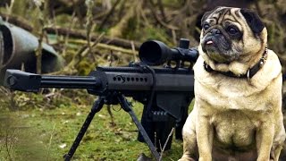 Sniper Pug