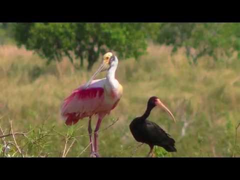 Ibera Wetlands in Argentina