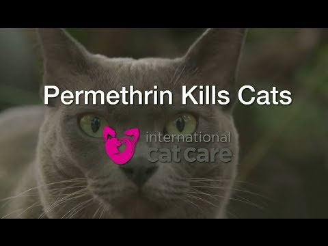 Permethrin kills cats