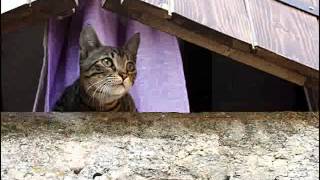 Pucia  (Il gatto puzzolone)