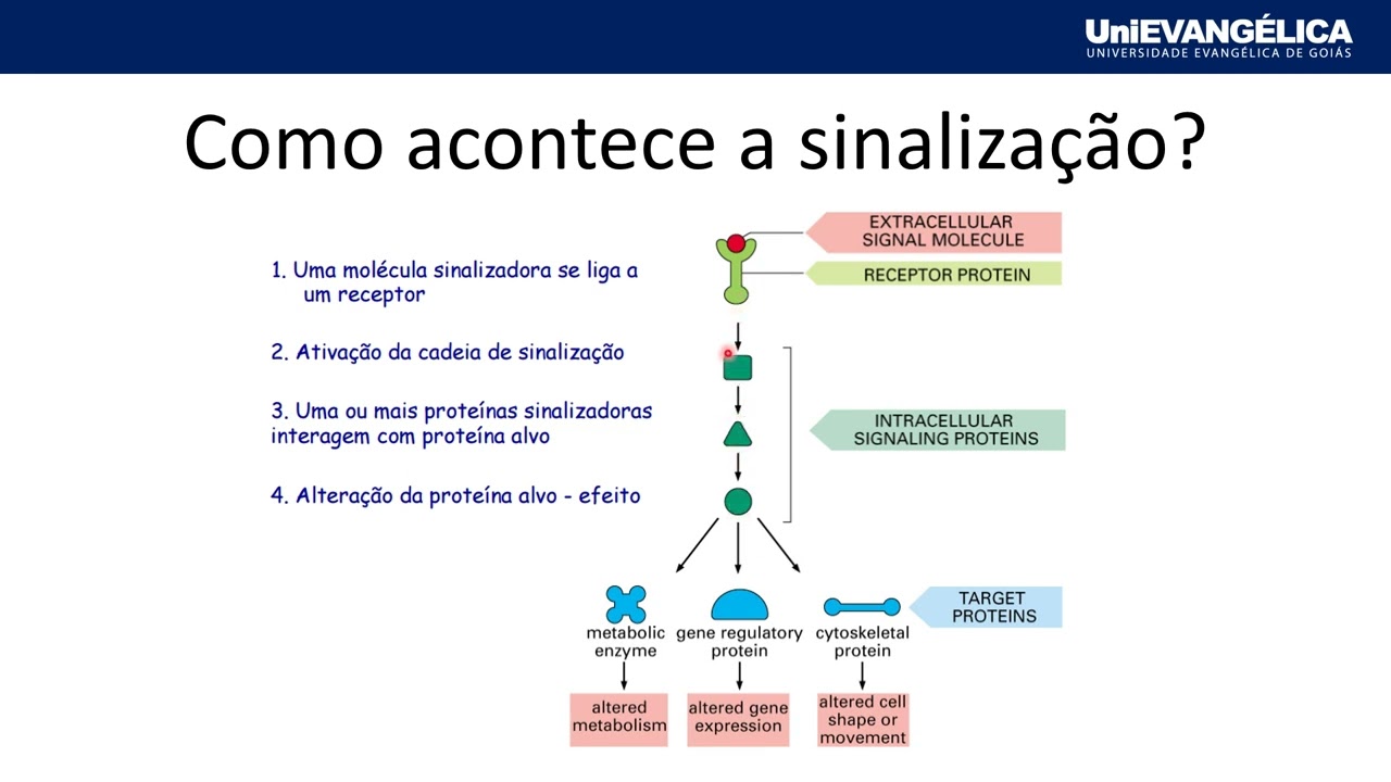 VIDEO AULA SINALIZAÇÃO CELULAR Parte 1