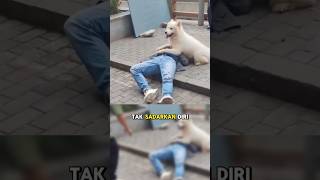 Download lagu A dog's loyalty can save its owner #shorts #dog mp3