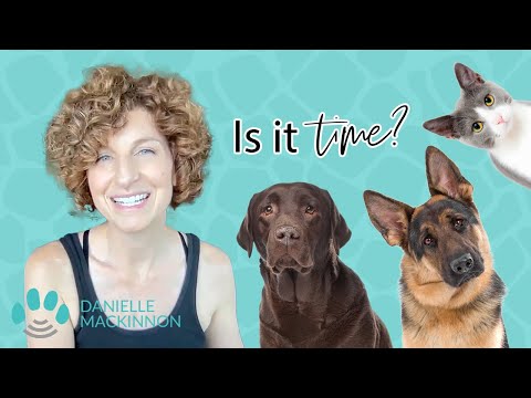 How to Know if It's Time for Euthanasia