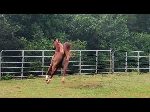 Aliah Laheeba 7-2018