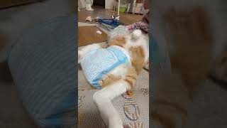 おむつに無言の抗議をする猫 #ショート #cat