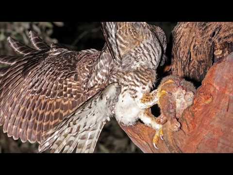 Powerful Owl - Ep 1 - An Australian Top Predator - Envirotube