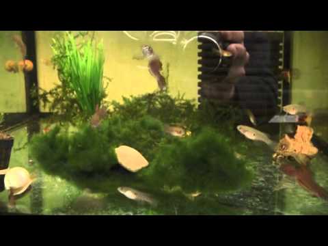 download lagu mp3 mp4 Aquafish, download lagu Aquafish gratis, unduh video klip Aquafish