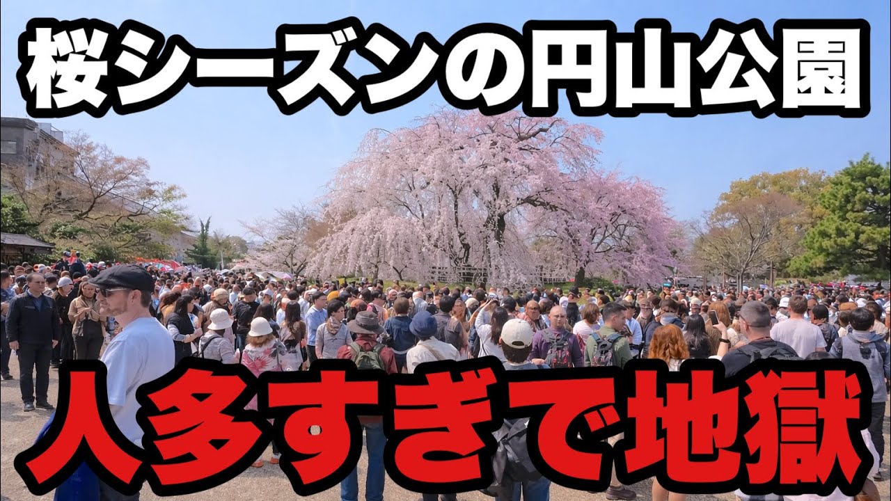 【4K】2026年3月28日（土）【京都】桜シーズンの円山公園、人多すぎて地獄だった…